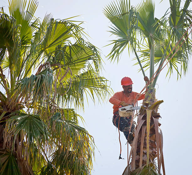 Professional Tree Service in Jenkintown, PA